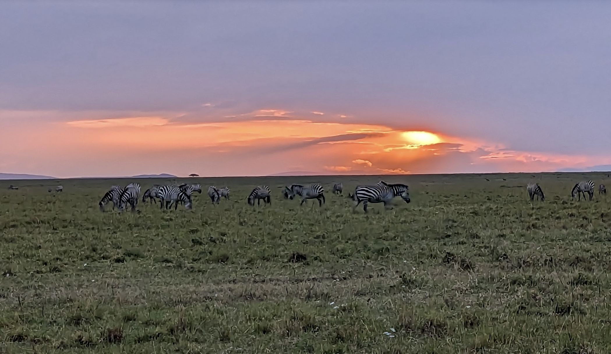 Herd of Zebras, Maasai Mara